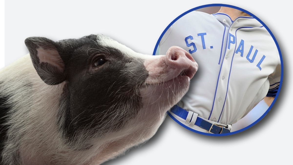 Minor League Baseball Team Named It S Ball Pig Ozempig