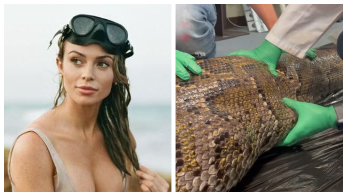 Bikini Model Scientist Rosie Moore Cuts A Five Foot Alligator Out