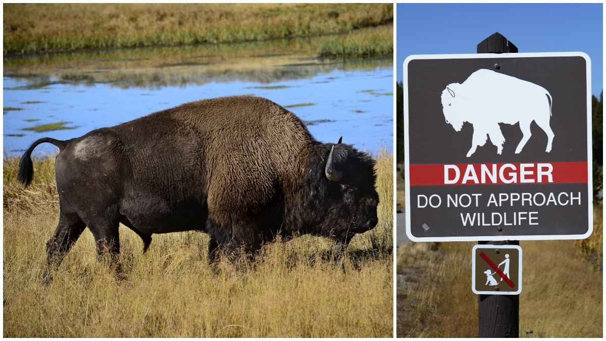 Woman Stupidly Takes Selfie With Massive Bison: VIDEO - outkick