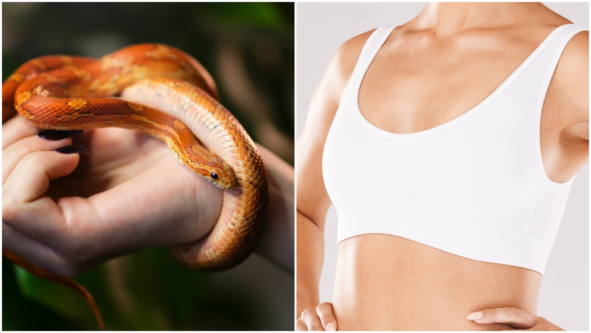 Smuggler caught with five live snakes stuffed in her BRA as customs noticed  'oddly-shaped' breasts