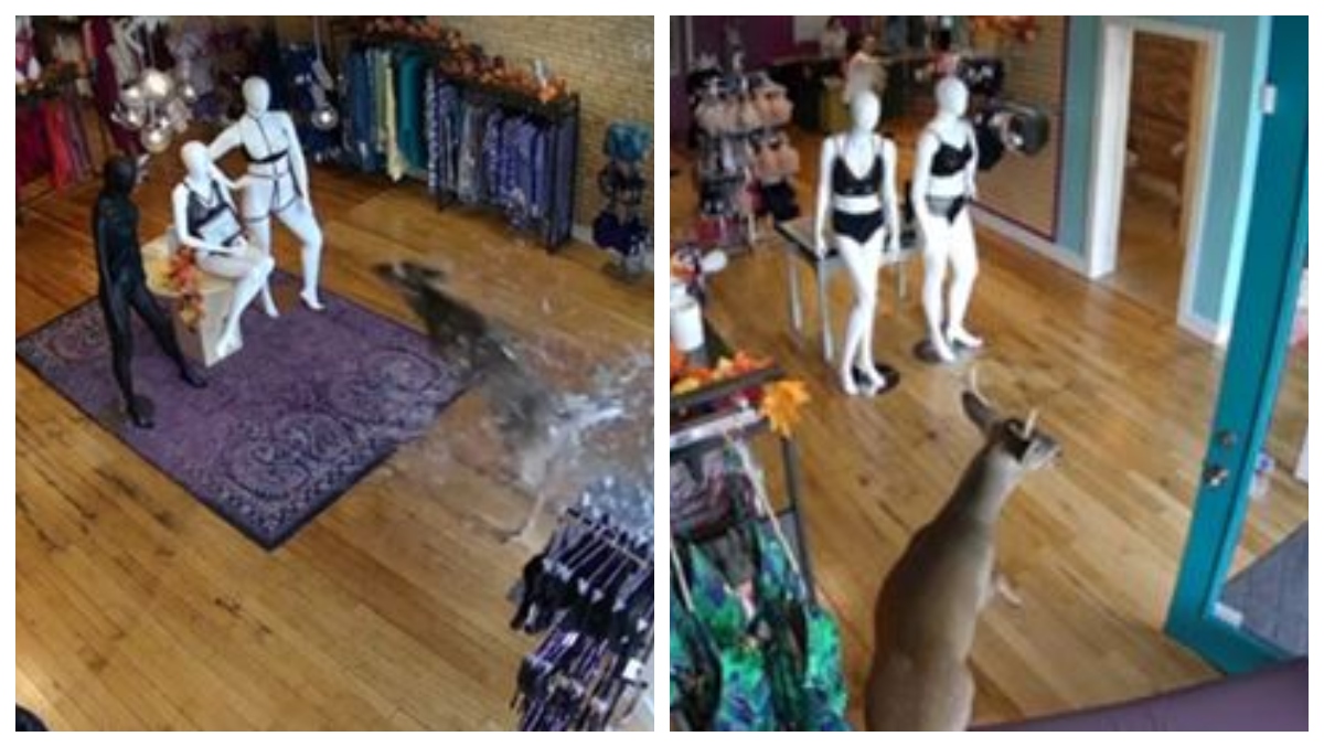 Video: Deer Goes Shopping In A Lingerie Store In Michigan | OutKick