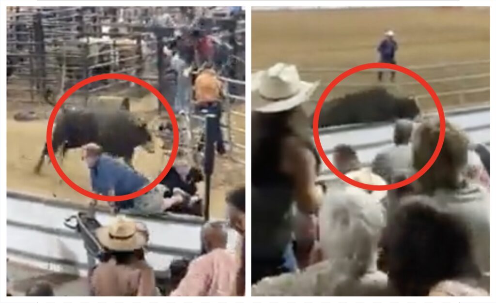 Bull Escapes During Rodeo, Unleashes Absolute Terror On Fans