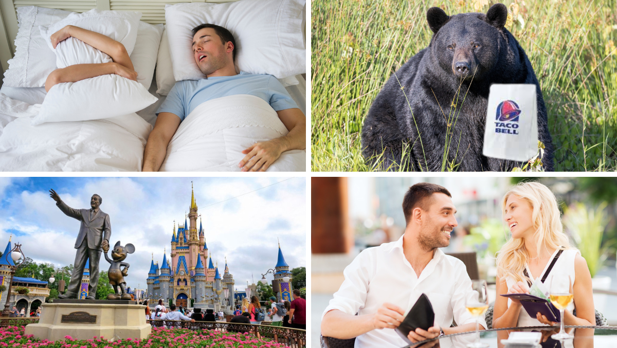 Florida Bear Loves Taco Bell, People Are Pooping All Over Disney