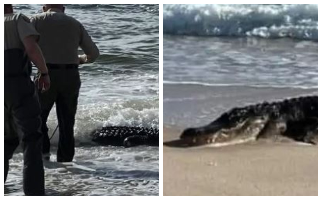10Foot Alligator Soaked Up Some Sun On A Florida Beach OutKick