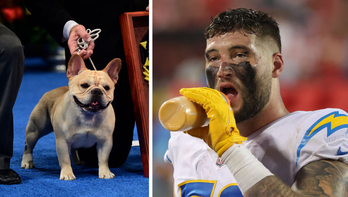 French Bulldog With NFL Ties Wins Best In Show OutKick