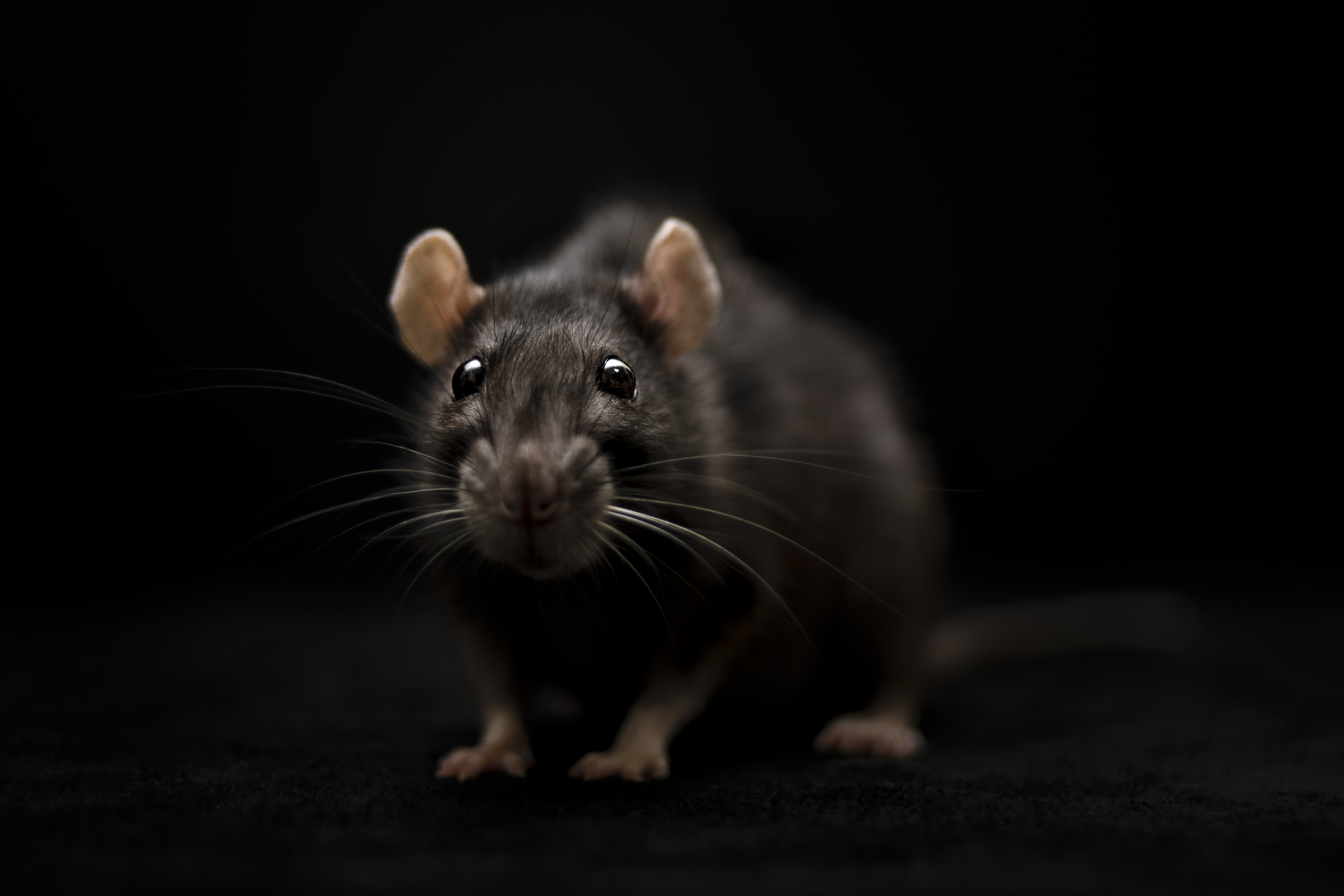 Rare Giant Rat Caught On Camera In Case You Needed Something New To ...
