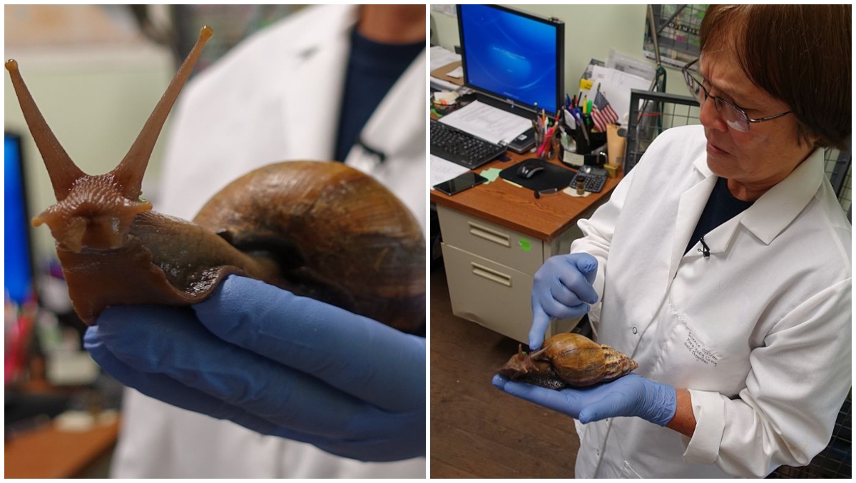 Giant African Snail Sighting In Florida Leads To Quarantine | OutKick