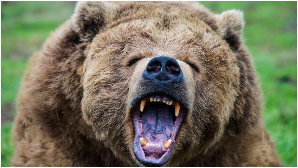 Sevierville Bear Attack: A Family'S Fight For Survival - 2q9ip4q