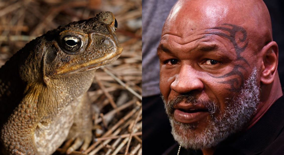 Mike Tyson Explains How He Saw 'Death' While Tripping Balls On Psychedelic Toad Venom