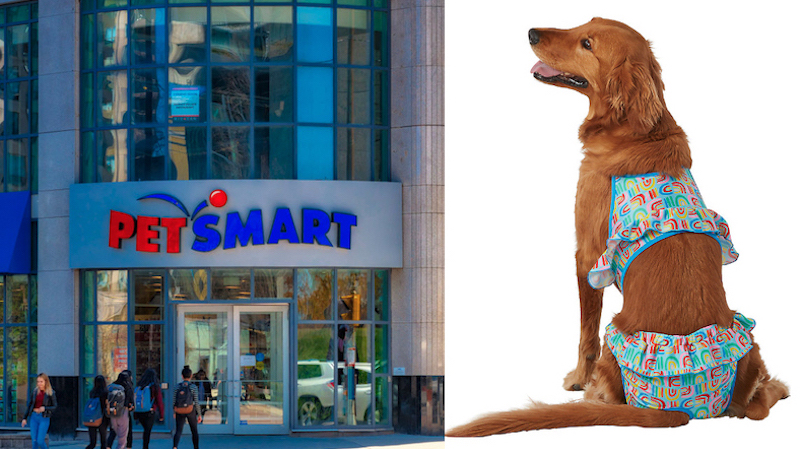 Dog Grooming What Kind Of Dog Is On The Flonase Commercial