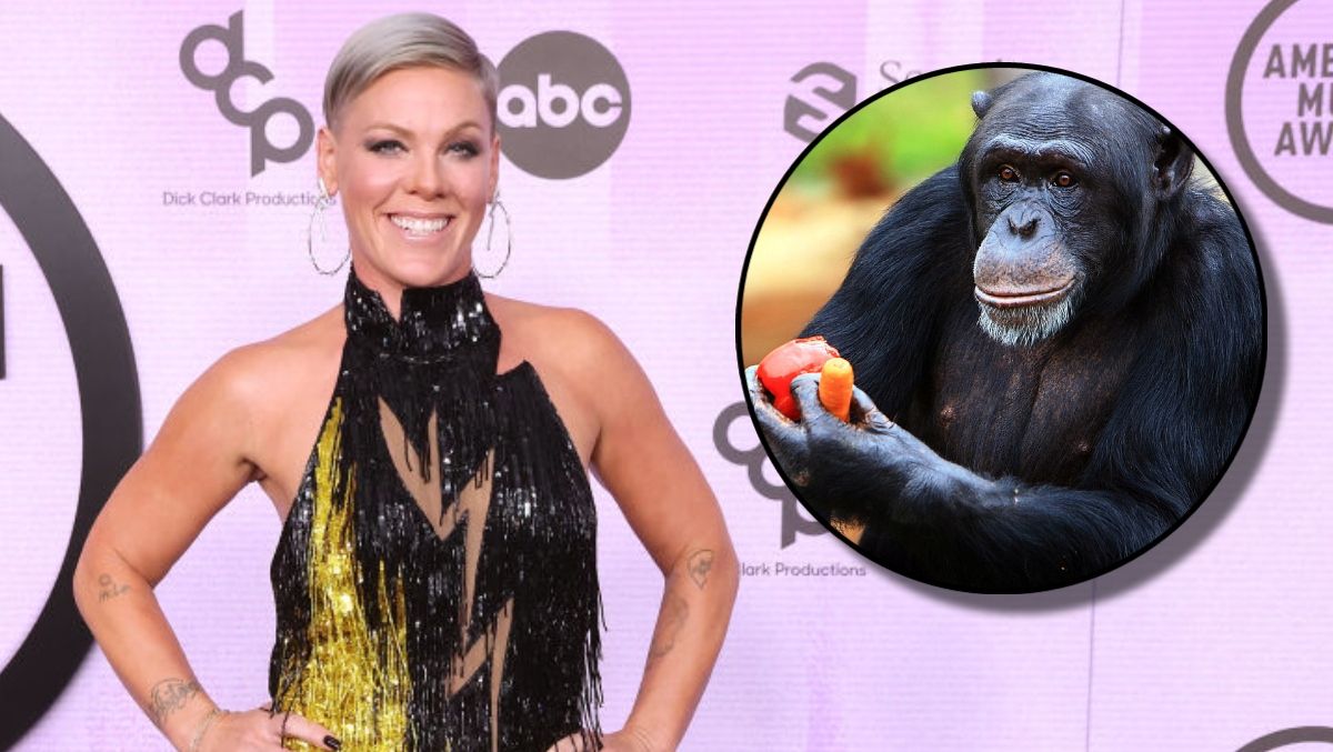 Pink Spent Thousands On Art Painted By Chimpanzees | OutKick