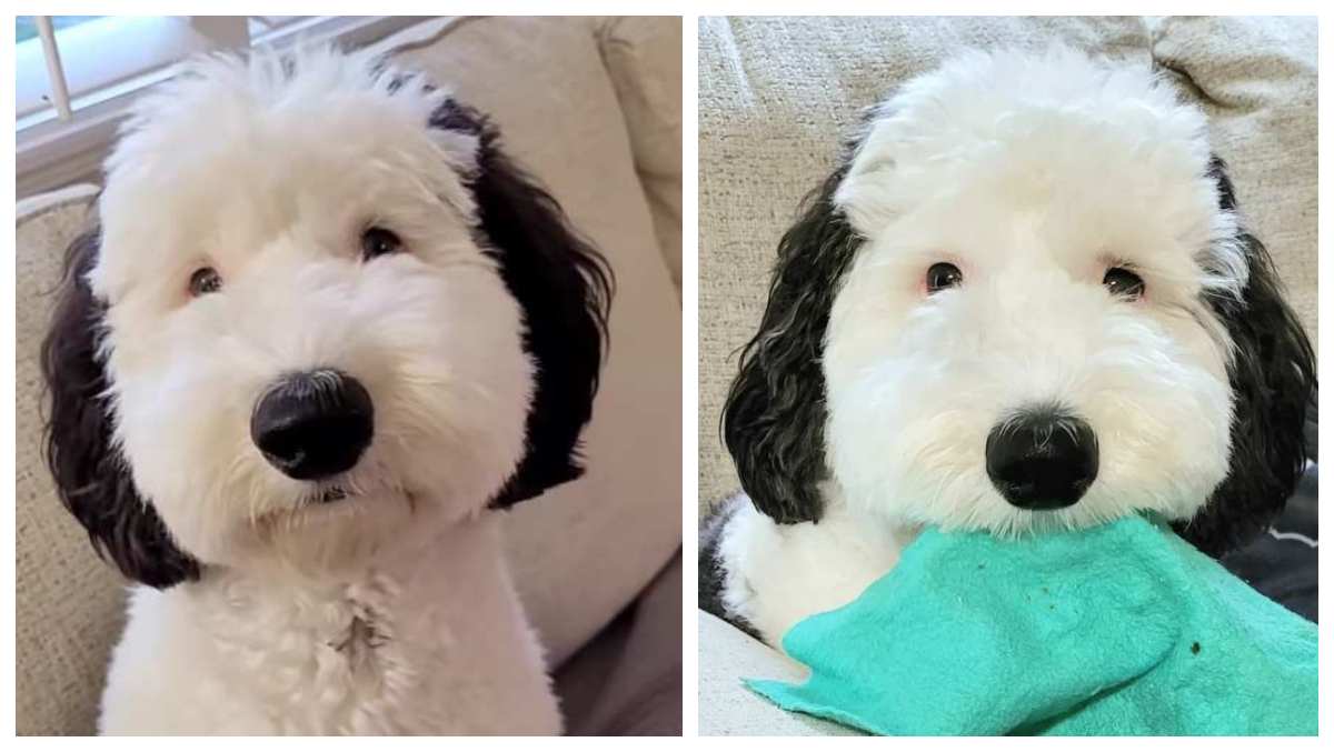 We Have Found A Real-Life Snoopy And He Is Awesome