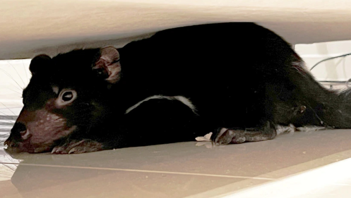 Woman Tries To Pick Up Dog Toy, Turns Out To Be Tasmanian Devil OutKick