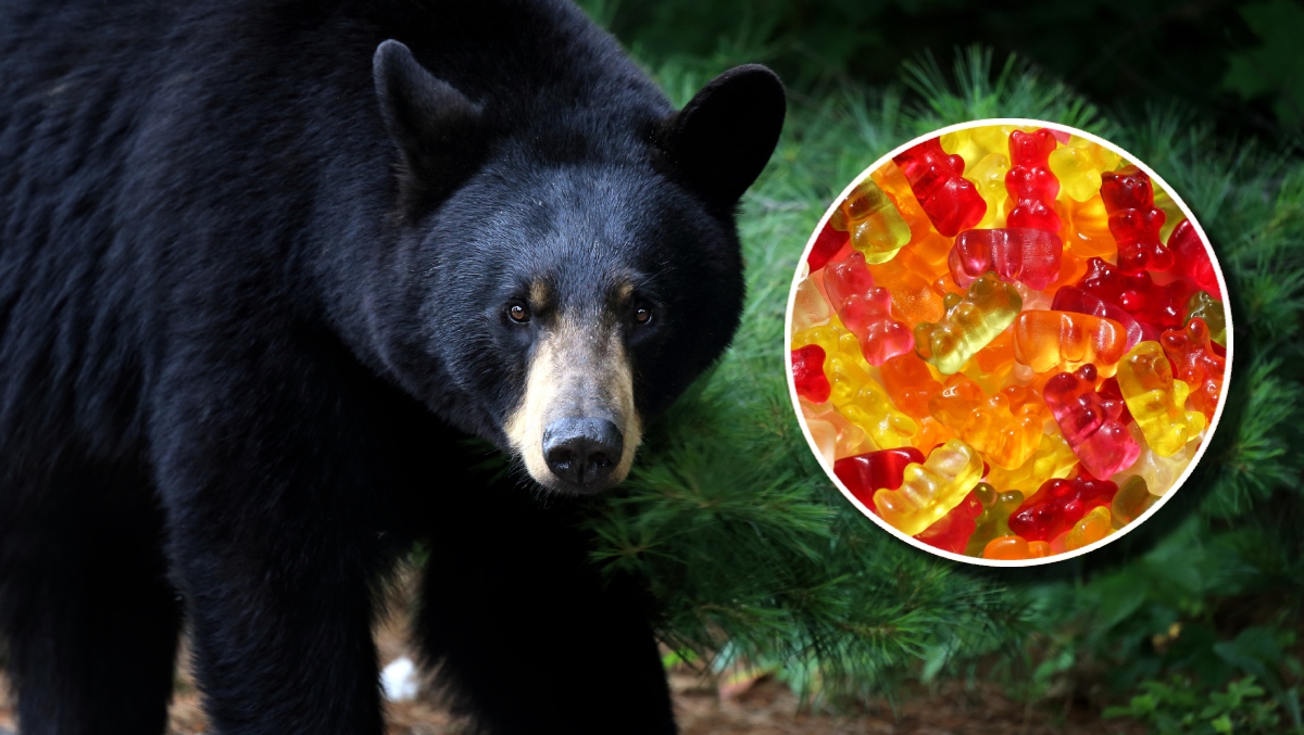 Black Bear Wanders Into Canadian Gas Station, Steals Pack Of Gumm