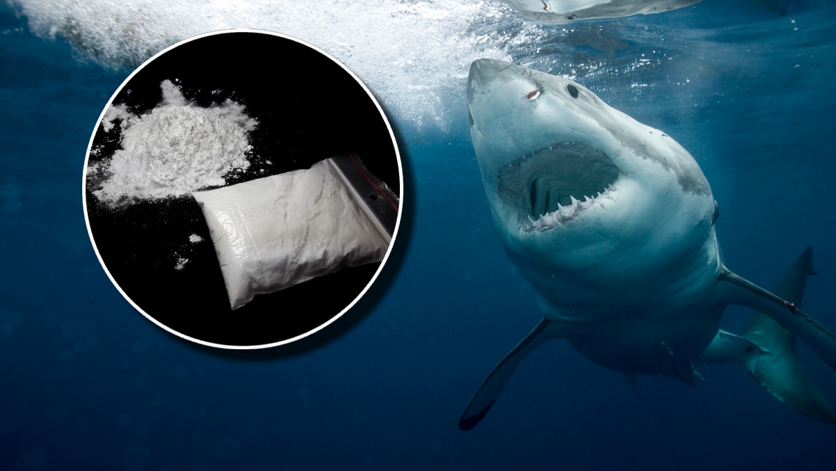 Documentary Will Explore If Sharks Are Eating Cocaine Off Coast Of FL ...