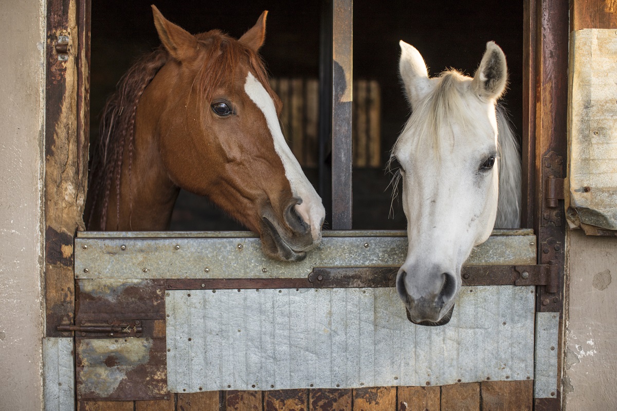 Man Arrested Earlier This Year For Allegedly Having Sex With A Horse Caught  Again With Genitals Exposed Near Horses | OutKick