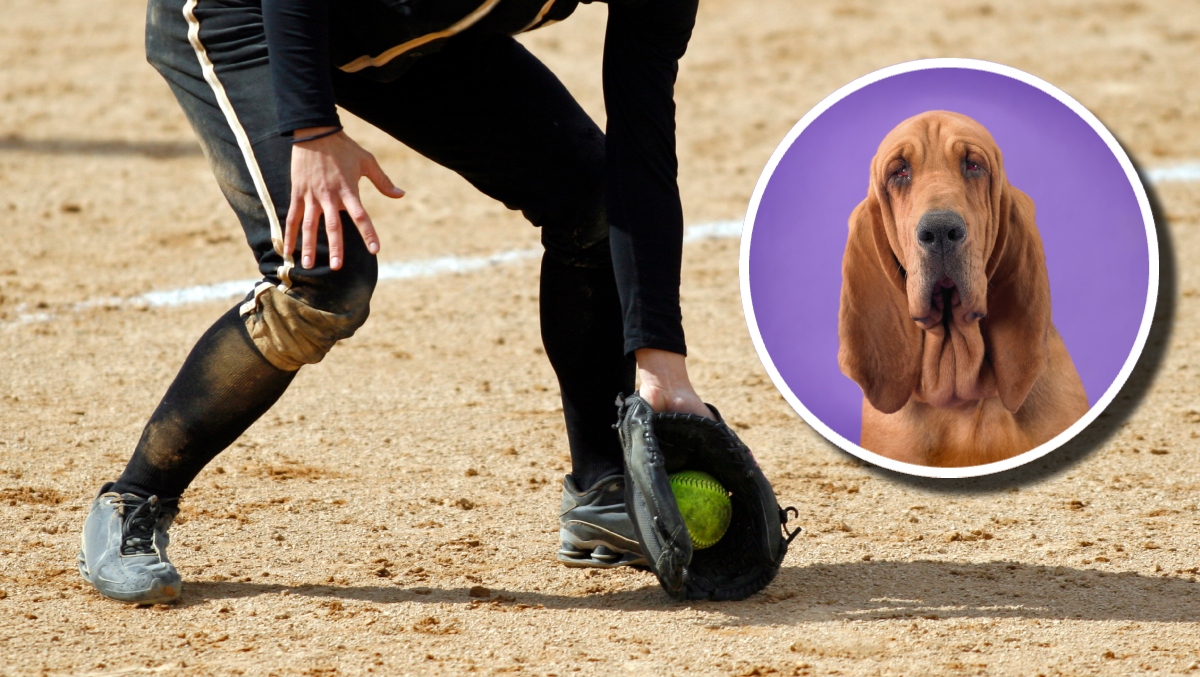 College Softball Team Names Dog As Emotional Support Coach