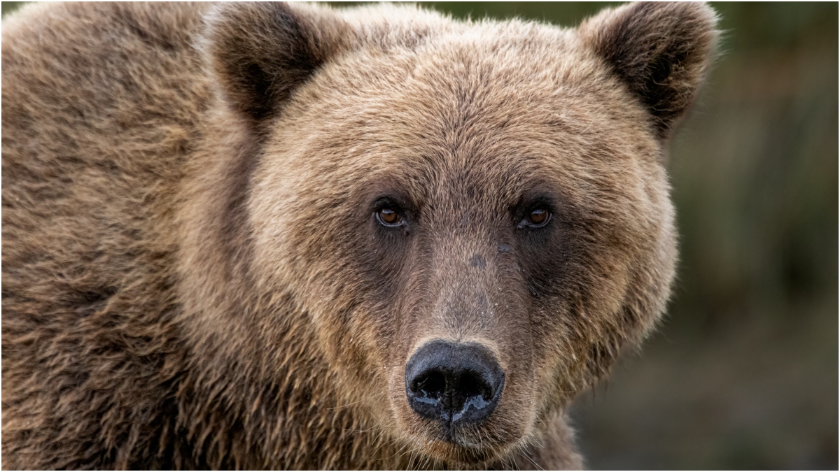 Massive Bear Roams Reno In Heartwarming Video | OutKick