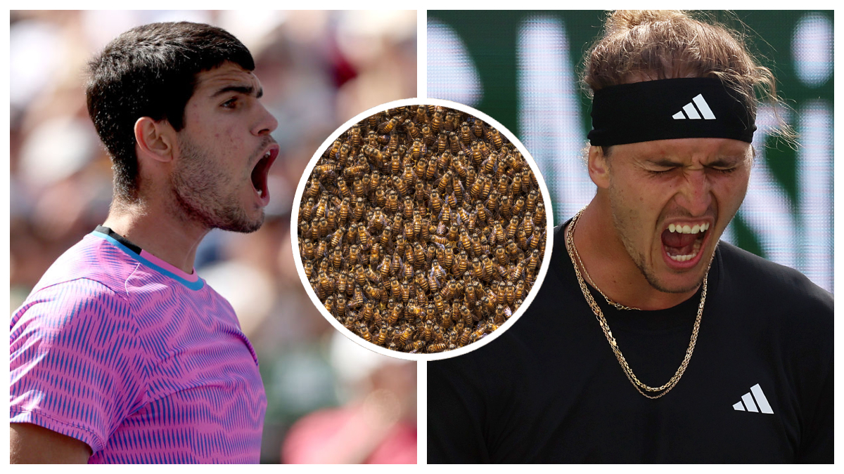 Swarm Of Bees Attacks Alcaraz, Halts Match Against Zverev At Indian ...