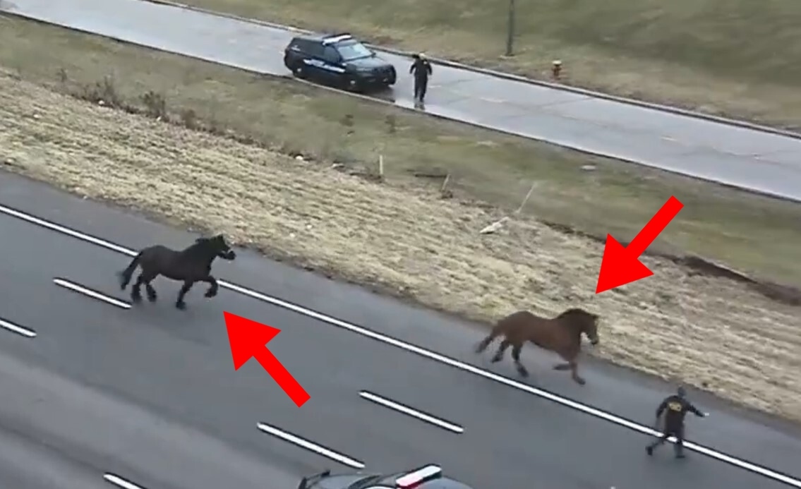A Pair Of Police Horses Run Freely On I-90 In Cleveland