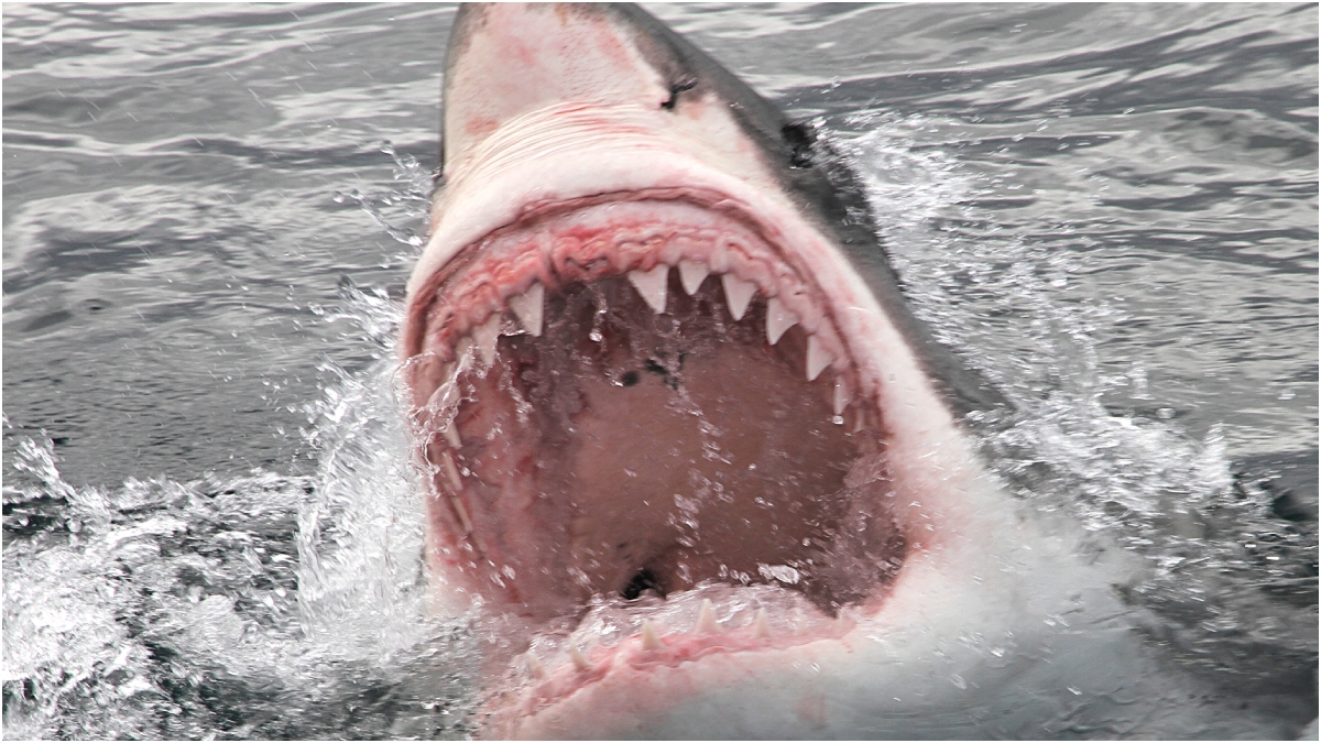 Great white shark attacks boat in shocking video