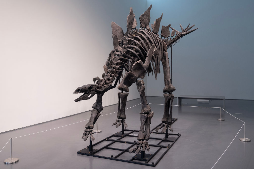 Record-breaking Stegosaurus Fossil Sells for $44.6M