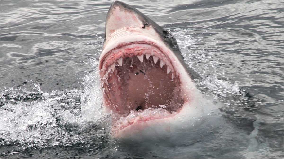 Biggest Great White Shark in Atlantic Ocean Shows Up Near Tourist Hot Spot