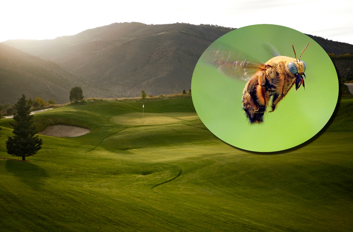 Video: Golf Course Groundskeeper Dies After Being Stung By Bees OutKick Video: Golf Course Groundskeeper Dies After Being Stung By Bees OutKick