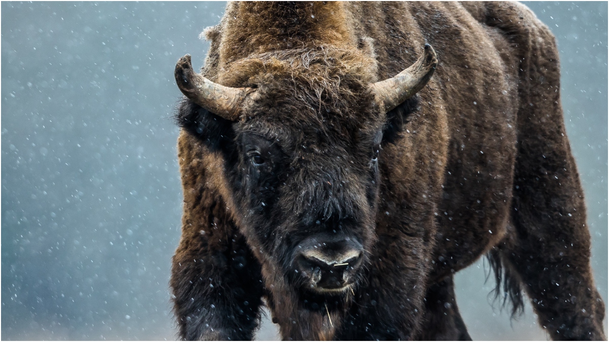Bison Crushes Car In Crazy Viral Video: WATCH | OutKick
