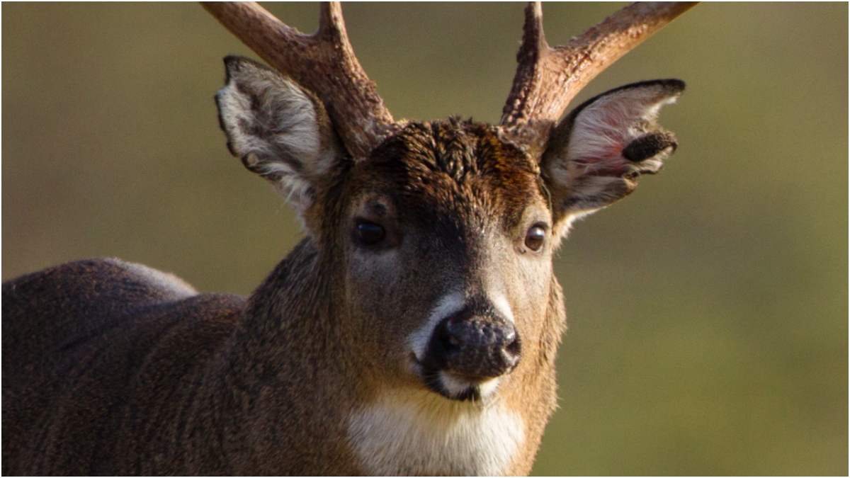 Wisconsin Hunter Takes Down 16-Point Buck With 20-Year-Old Bow