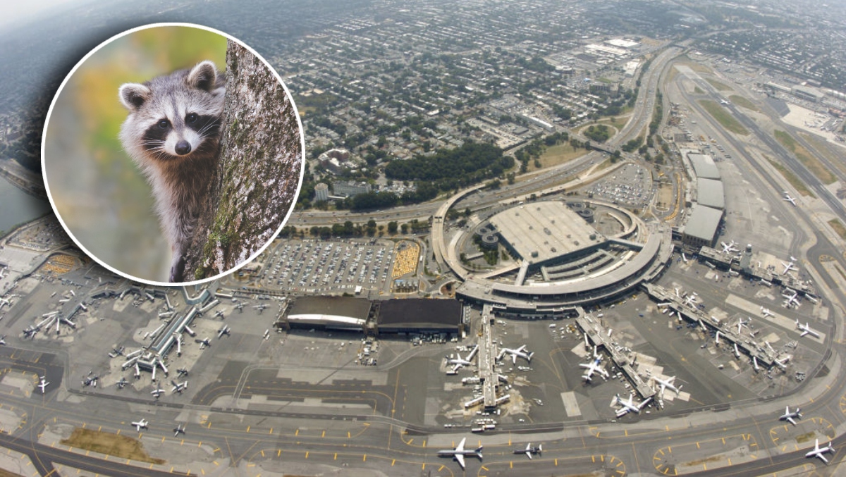 Guess Which Airline Just Has A Raccoon Fall Out Of The Ceiling At The ...