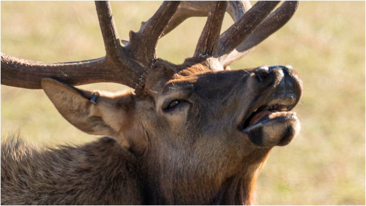 Majestic Video Of Elk Her In The Wild Goes Viral: WATCH