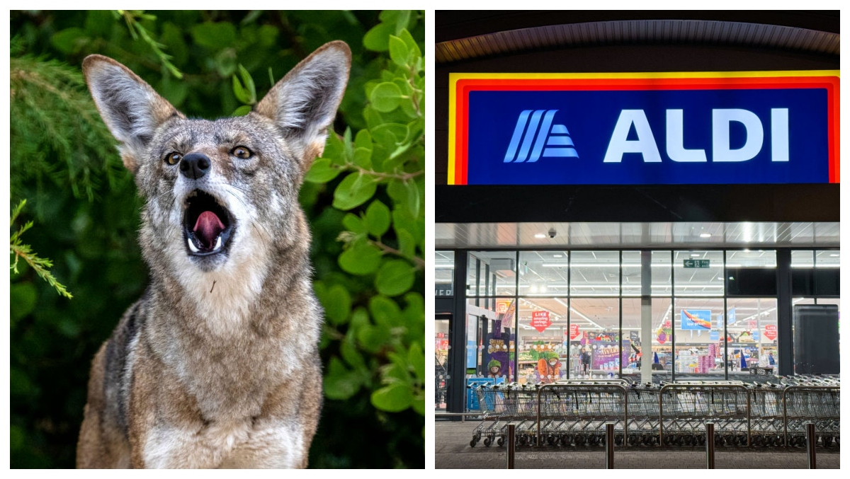 Coyote Found in Chicago Aldi Store: Viral Video Captures Chaos