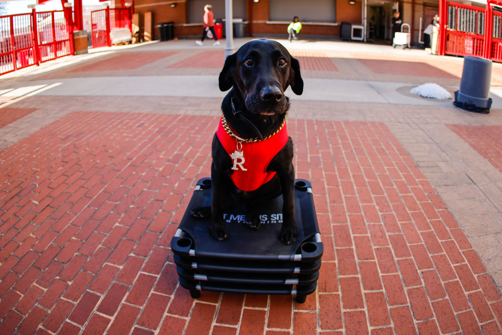 North Carolina Sports Fans Mourn The Passing Of Ripken The Bat Dog ...