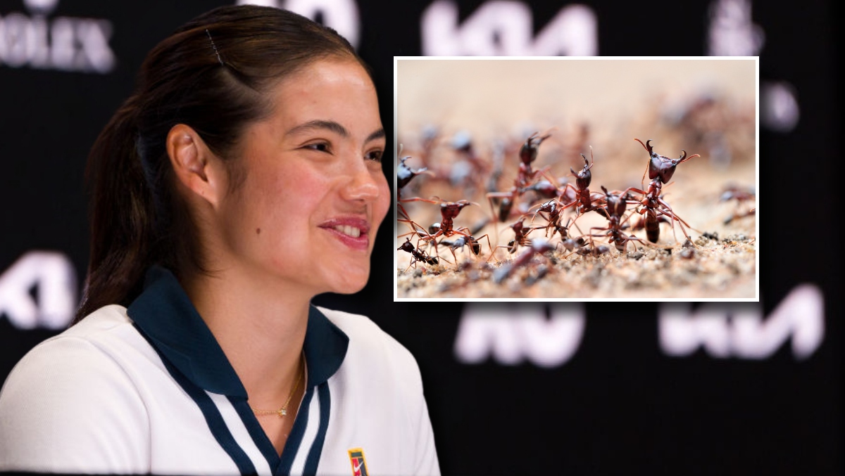 Tennis Star Emma Raducanu Got Chewed Up By Australia’s Jumping Ants