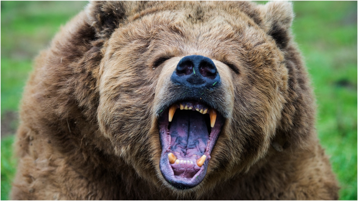 Hiker Tests Fate In Scary Altercation With Massive Bear, Is Lucky To Be Alive: WATCH