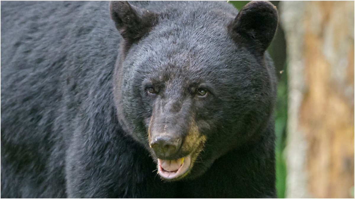 Florida Woman Stops Bear Attack Using Very Unexpected Item: WATCH