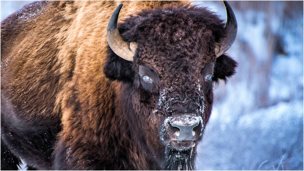 Yellowstone Wolves Unite After Alpha's Death to Hunt Bison