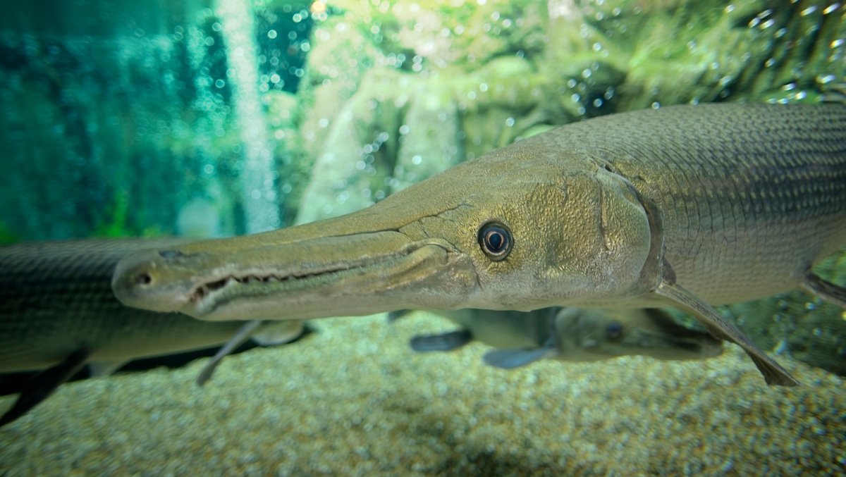 Angler Lands World-Record-Breaking Alligator Gar In Texas Lake