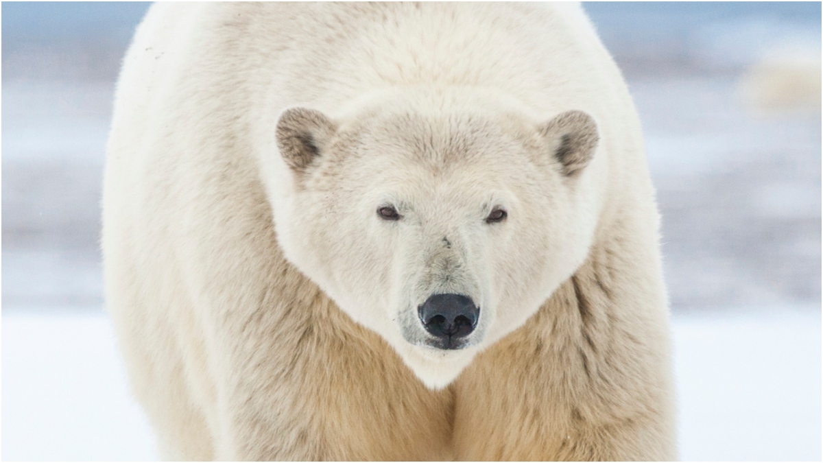 Man Runs For His Life Against Polar Bear In Wild Video, Drops His Gun: WATCH
