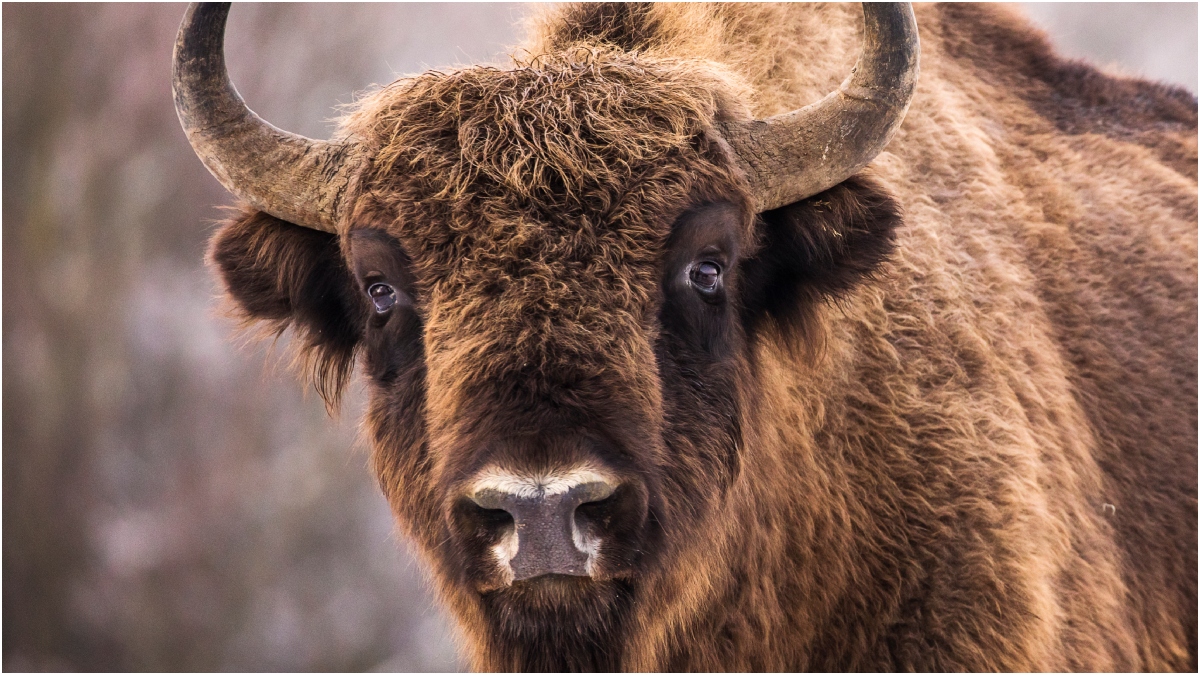 Bison Escape Disrupts Traffic Grand Traverse County Michigan