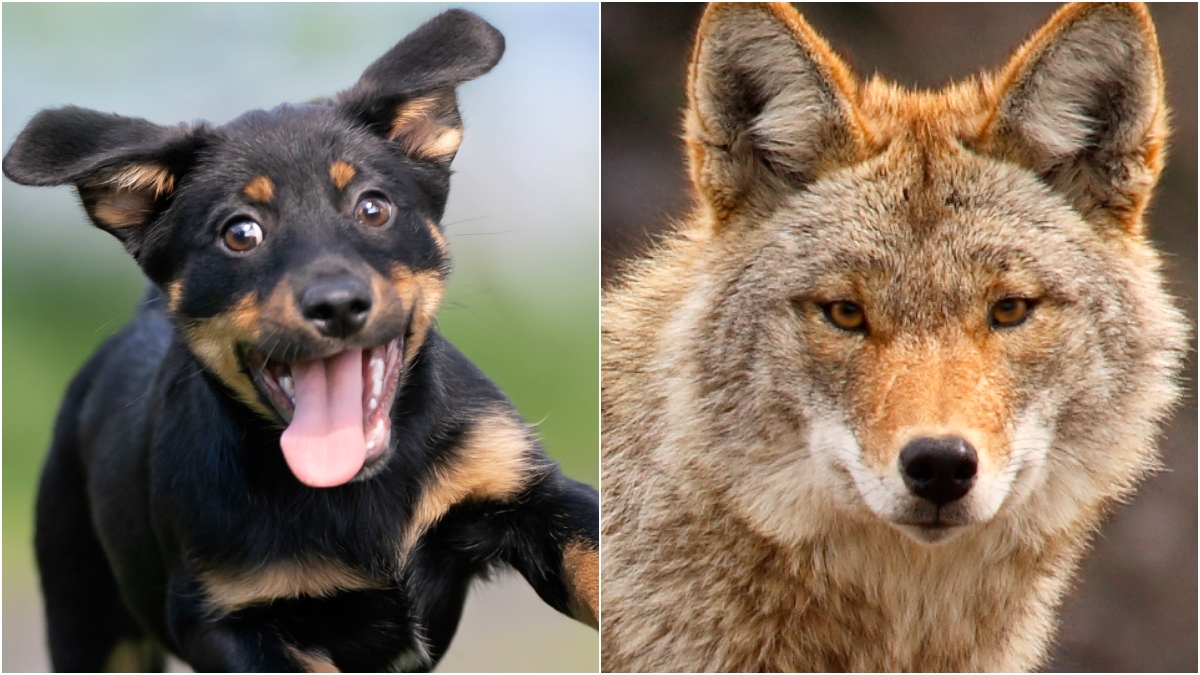 Hero Dog Fights Off Multiple Coyotes: WATCH