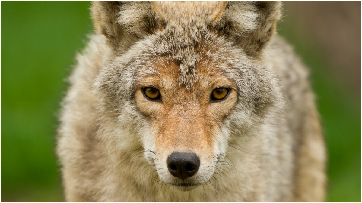 Man Strangles Coyote To Death During Terrifying Attack: DETAILS
