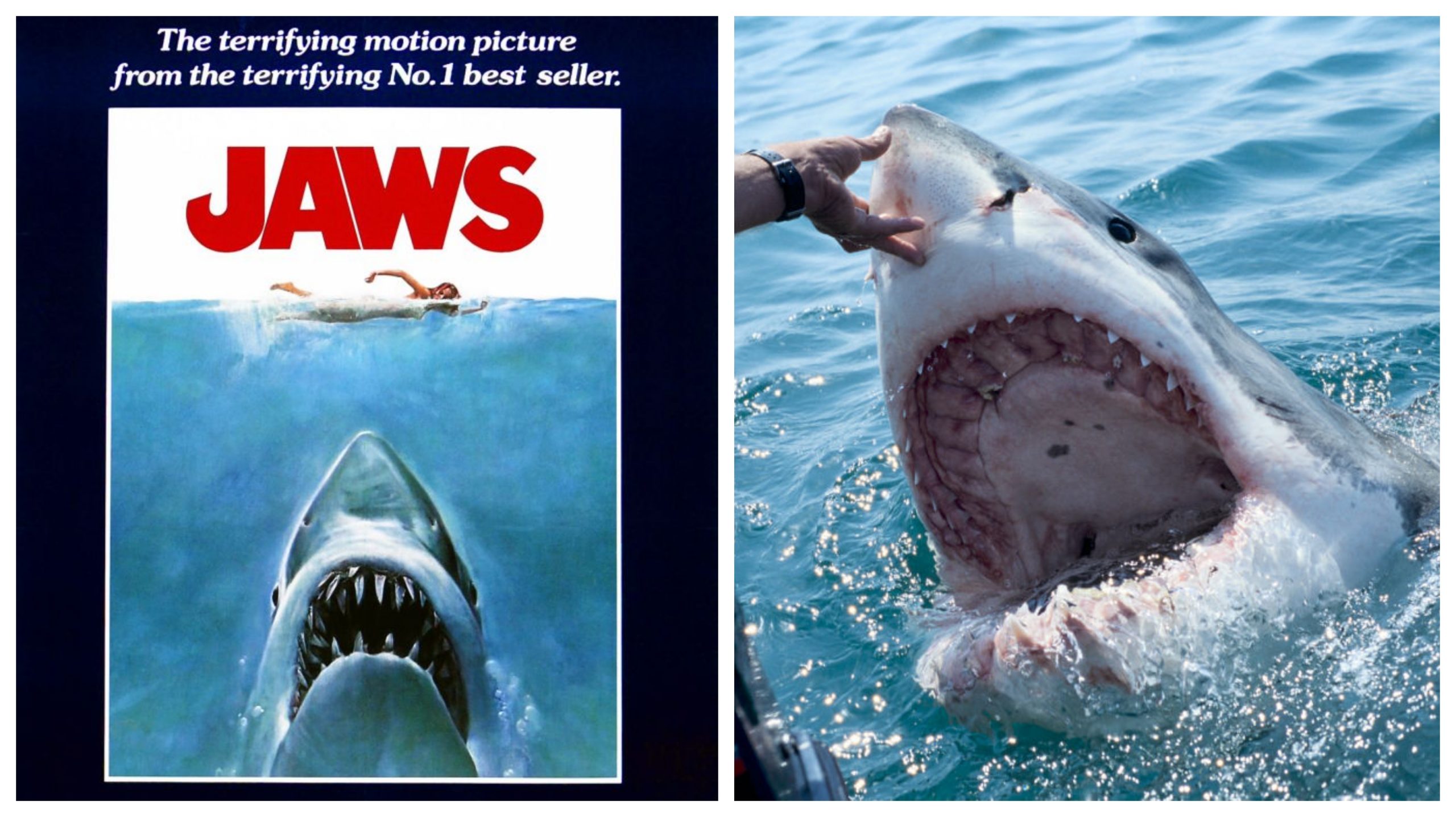 Swimmer Sets Out To Become First to Swim 'Jaws' Shark Waters on Martha's Vineyard
