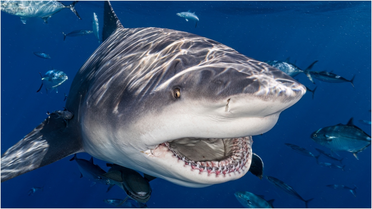 Massive Shark Obliterates Fish Being Reeled In, Footage Is Insane: WATCH