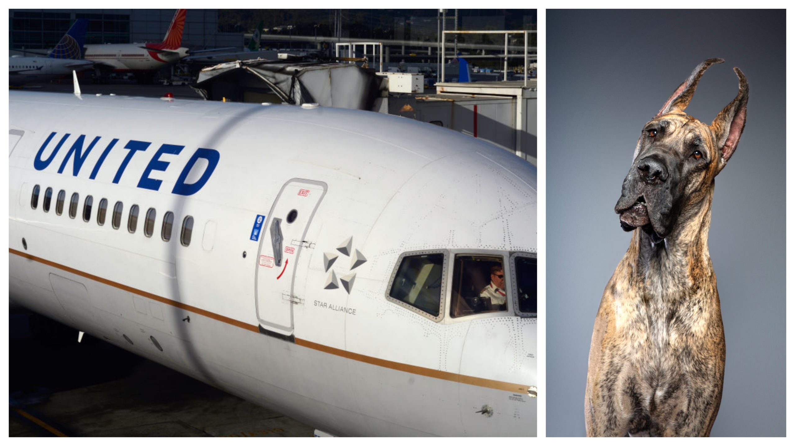 Hot Female 'Influencer' Brings GIGANTIC Dog On Plane and Gets Ripped