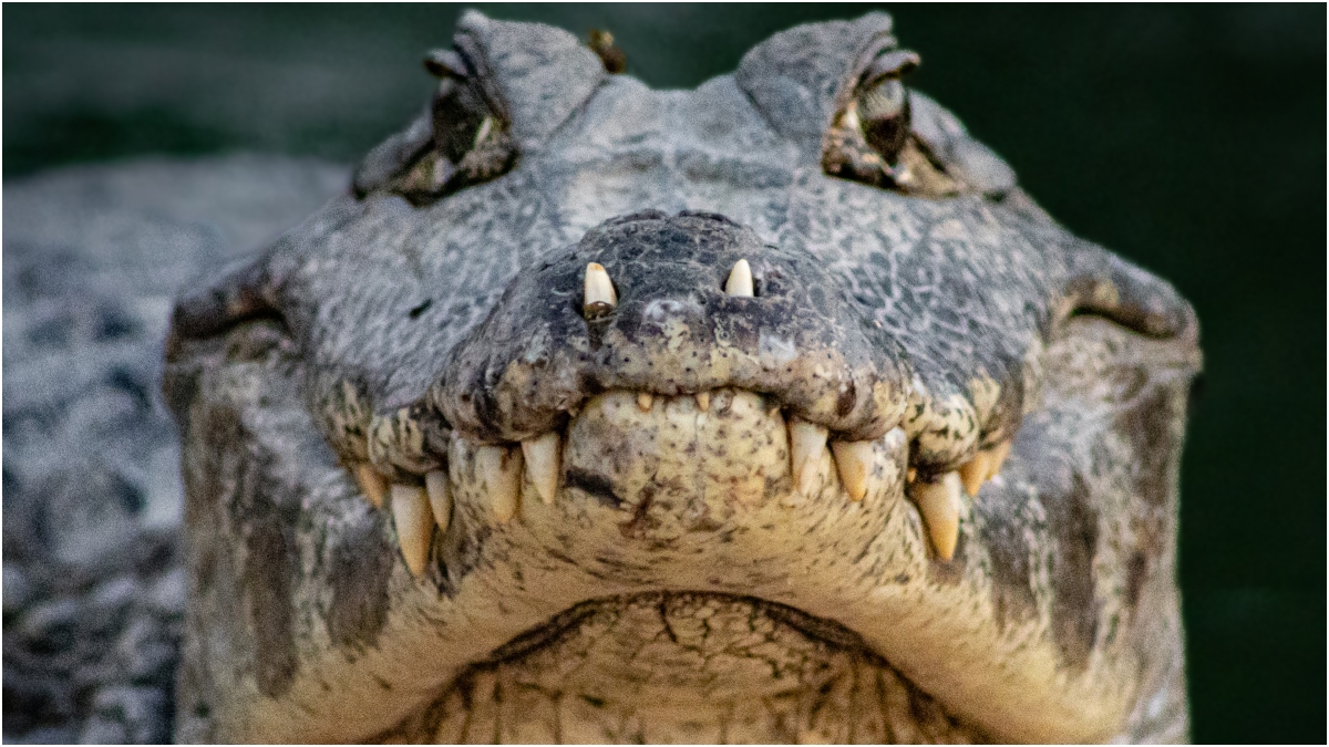 Massive Alligator Spotted On Golf Course, Footage Is Wild: WATCH