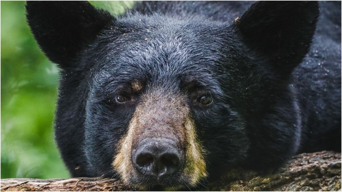 Man Finds Multiple Bears In His Vehicle, Reaction Is Hilarious: WATCH