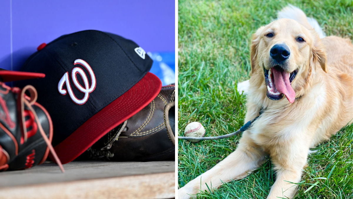 Very Good Boy Bruce Set To Make His Big League Debut As Bat Dog For Nationals