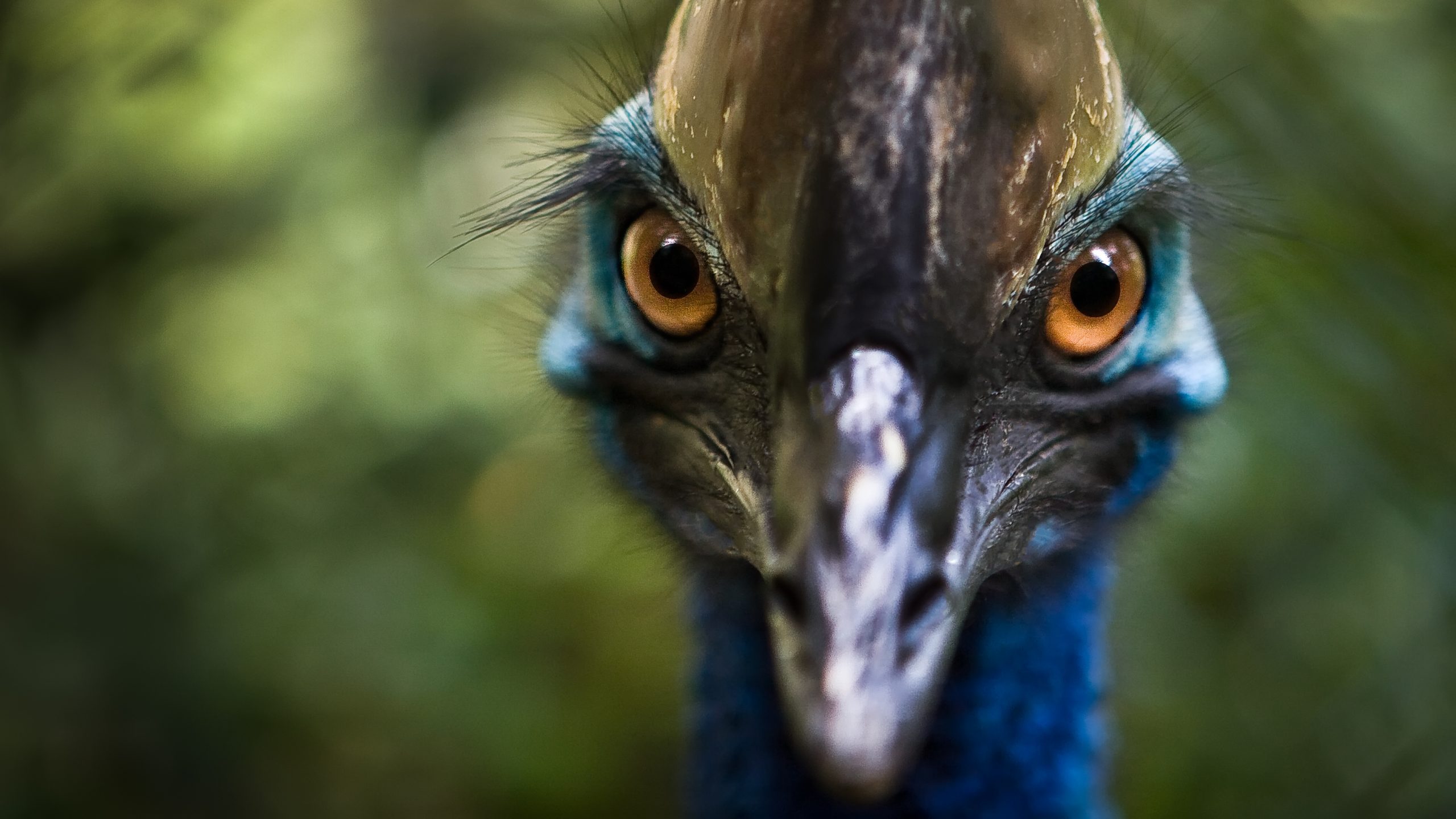 Mother And Son Survive Run-In With Notoriously Violent Birds in Australia | WATCH